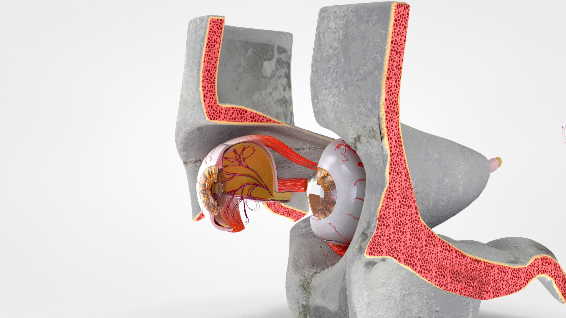 3D human eye anatomical cross section model https://p.turbosquid.com/ts-thumb/0u/yEh26o/9ME6CqU6/product0003/jpg/1576157374/1920x1080/fit_q87/b454bd9de3380fb4fb54eff59e8356c10752ae40/product0003.jpg