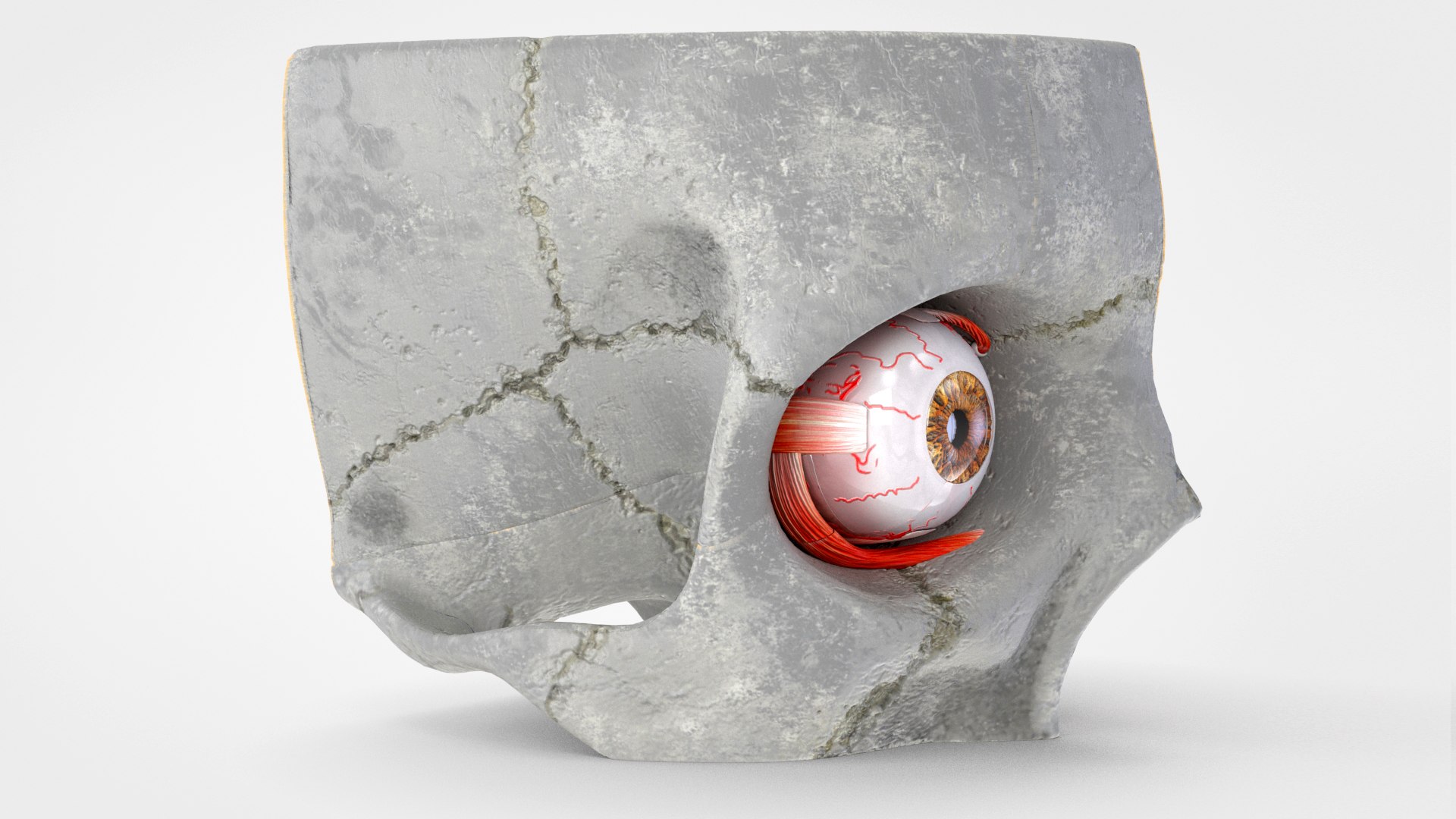3D human eye anatomical cross section model https://p.turbosquid.com/ts-thumb/0u/yEh26o/AexA8Gd5/product0005/jpg/1576157153/1920x1080/fit_q87/286e2c7b3c89e1b433e0783d200d5acd7d37f05a/product0005.jpg