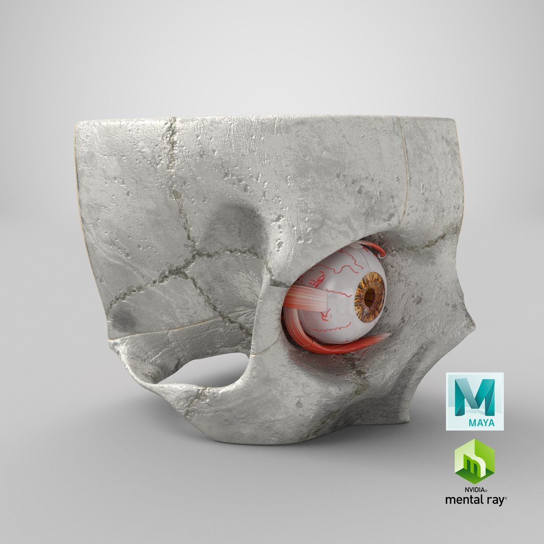 3D human eye anatomical cross section model https://p.turbosquid.com/ts-thumb/0u/yEh26o/BAIomWxQ/stemcell_maya_mental_ray_render/png/1579681577/1920x1080/fit_q87/62a4cd6e445d54974a06d2ab03b3e68bd0a34f03/stemcell_maya_mental_ray_render.jpg