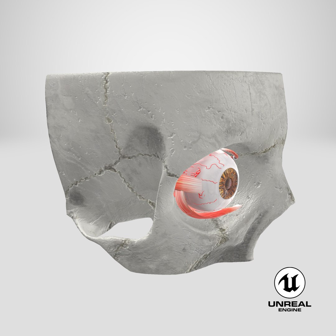 3D human eye anatomical cross section model https://p.turbosquid.com/ts-thumb/0u/yEh26o/MgdIkPWX/stemcell_unreal_render/png/1579681549/1920x1080/fit_q87/1ddd609fe8a7fe3a3fbbdf23ac58b0def3ac1ddb/stemcell_unreal_render.jpg