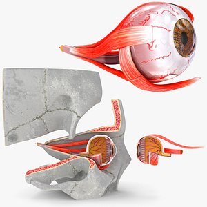 Eye With Anatomical Cross-Section