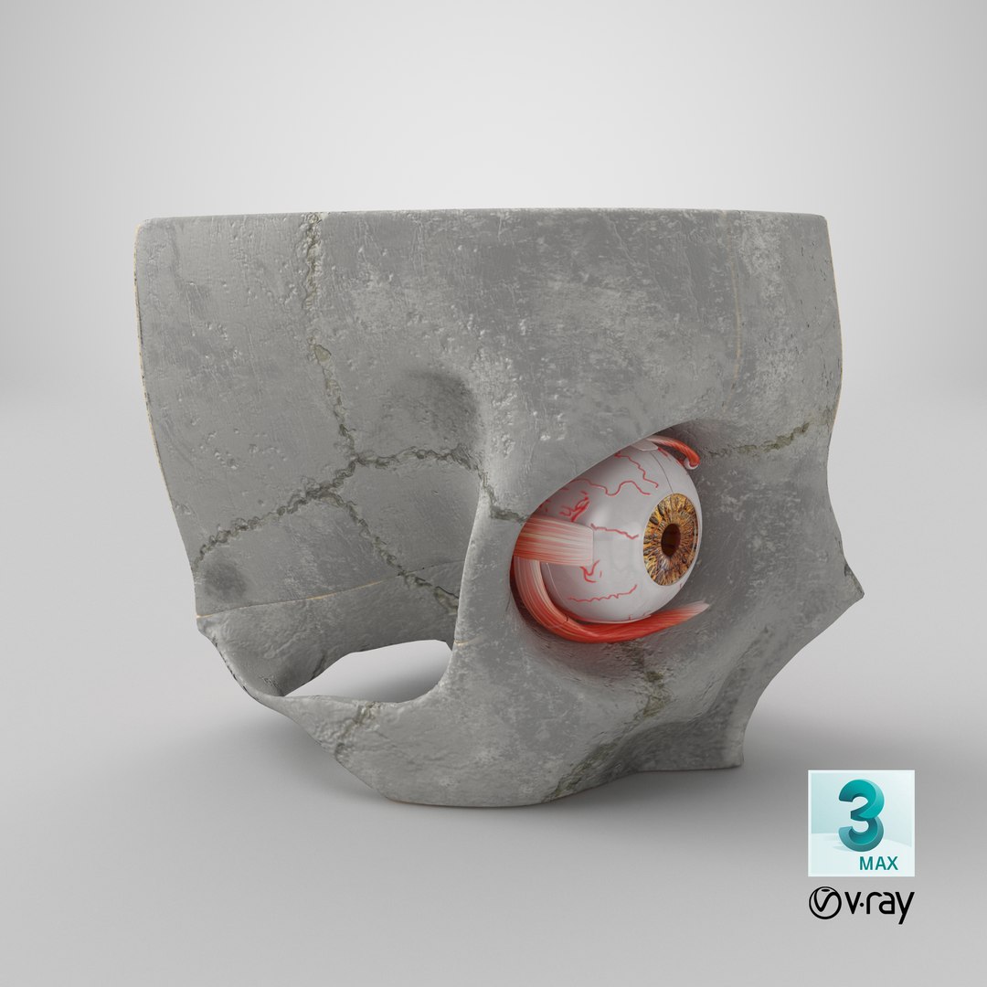 3D human eye anatomical cross section model https://p.turbosquid.com/ts-thumb/0u/yEh26o/P2VSW0TW/stemcell_max_vray_render/png/1579681563/1920x1080/fit_q87/fdd870b8b609e14101c9d6248e348f963af6c5db/stemcell_max_vray_render.jpg
