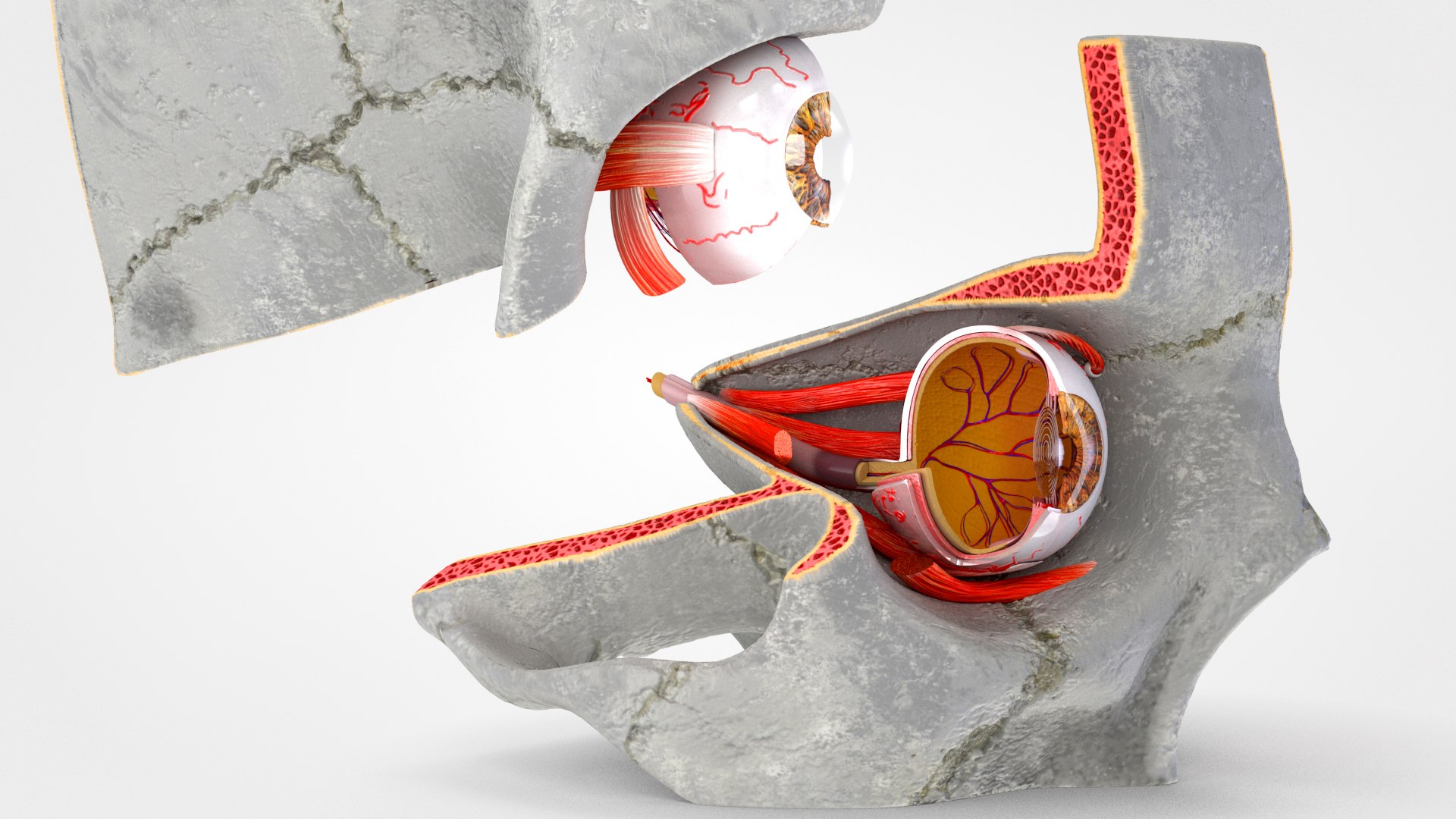 3D human eye anatomical cross section model https://p.turbosquid.com/ts-thumb/0u/yEh26o/XptE2Ij9/product0004/jpg/1576157045/1920x1080/fit_q87/74636518eb47763f7b6cf66f0ab9d9f758ce17c2/product0004.jpg