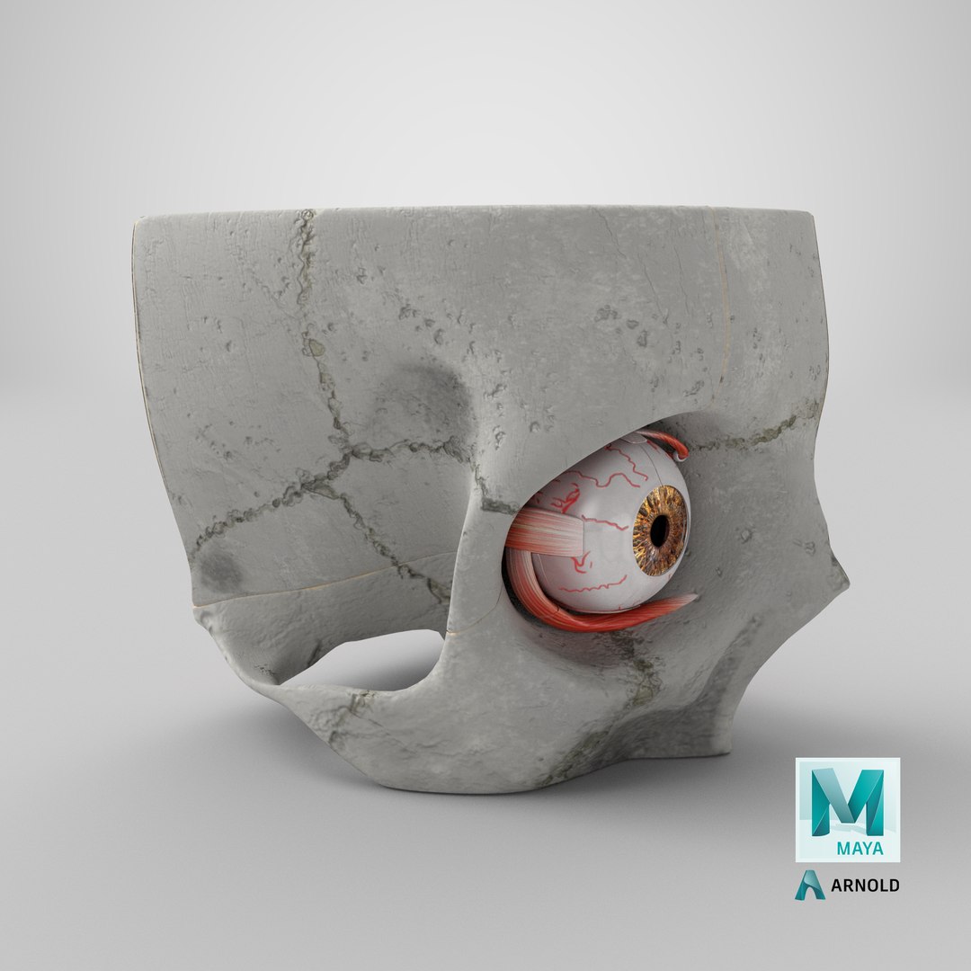 3D human eye anatomical cross section model https://p.turbosquid.com/ts-thumb/0u/yEh26o/YQEHXLmn/stemcell_maya_arnold_render/png/1579681571/1920x1080/fit_q87/c3073bd9910bce5030c2e26b0e44c703dd5adbd6/stemcell_maya_arnold_render.jpg