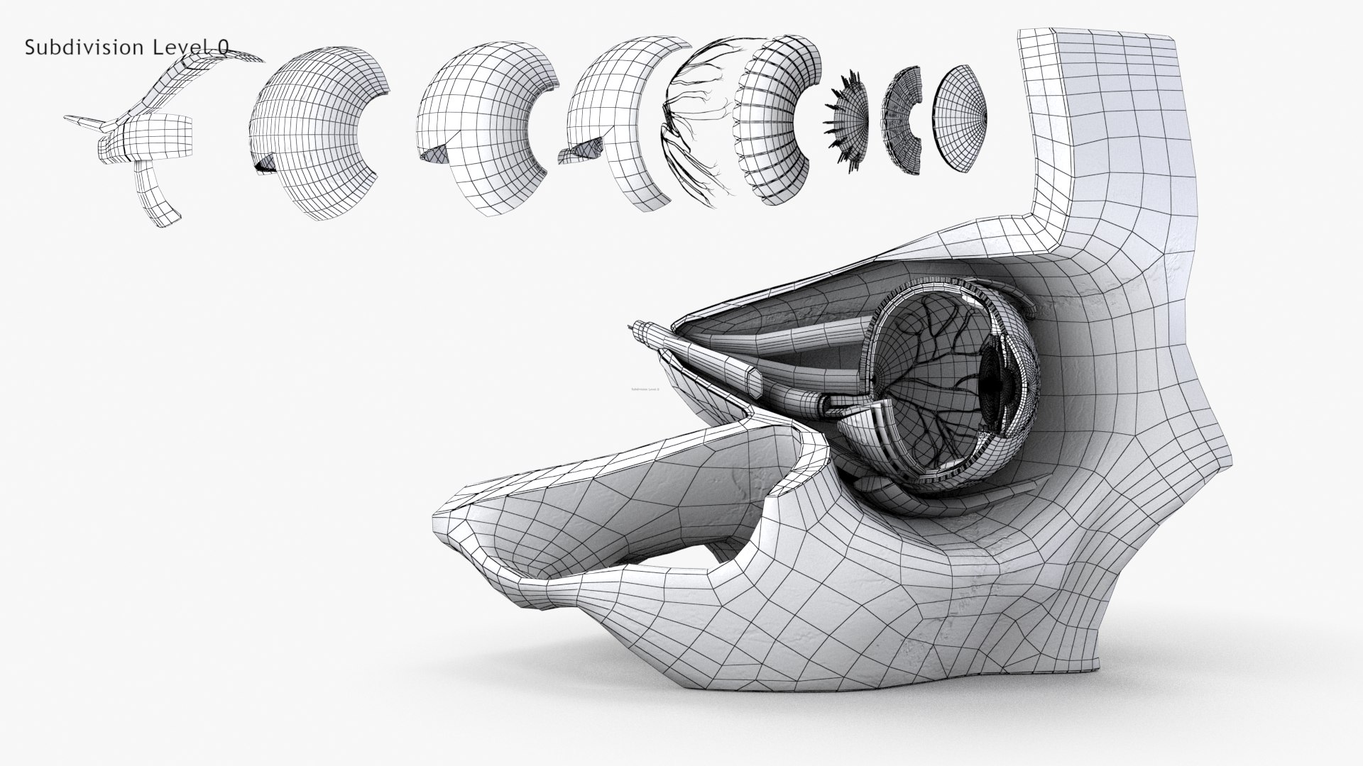 3D human eye anatomical cross section model https://p.turbosquid.com/ts-thumb/0u/yEh26o/bMAMmezV/wire0_0006copy/jpg/1576157481/1920x1080/fit_q87/73fae1452a0744c8399d760613e5d5d586136529/wire0_0006copy.jpg