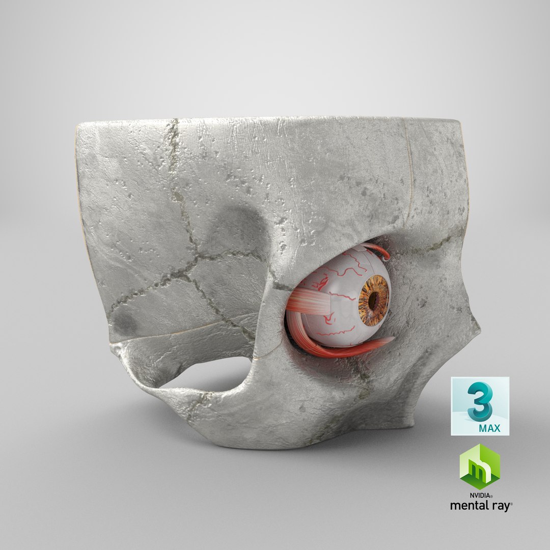 3D human eye anatomical cross section model https://p.turbosquid.com/ts-thumb/0u/yEh26o/bp5e5232/stemcell_max_mental_ray_render/png/1579681558/1920x1080/fit_q87/3d2f48dde6652ef8f735e2e6f5118d4ddc1b47b1/stemcell_max_mental_ray_render.jpg