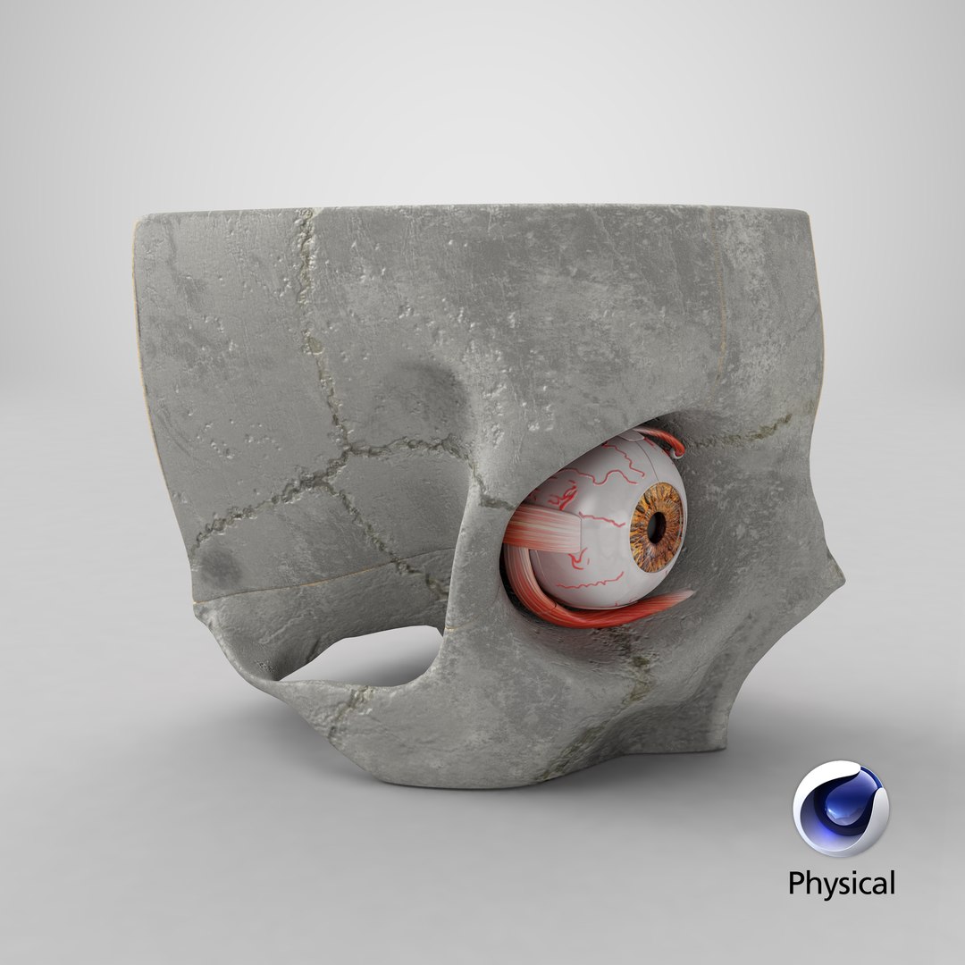 3D human eye anatomical cross section model https://p.turbosquid.com/ts-thumb/0u/yEh26o/kTVAqYGT/stemcell_cinema_4d_physical_render/png/1579681538/1920x1080/fit_q87/10876f1af03b7193615d74a0690a9d8e1cfd1ebb/stemcell_cinema_4d_physical_render.jpg