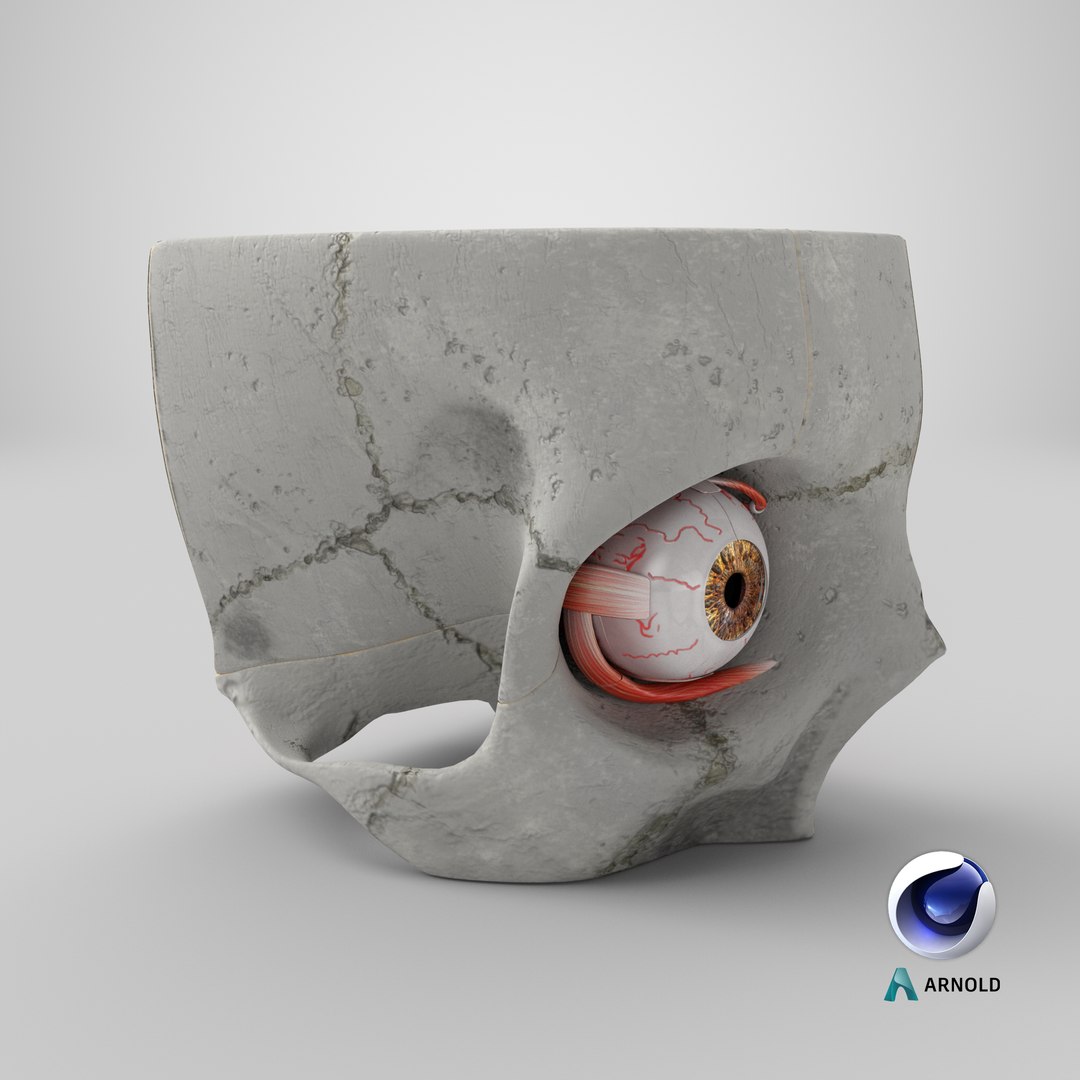 3D human eye anatomical cross section model https://p.turbosquid.com/ts-thumb/0u/yEh26o/kfUgQbX9/stemcell_cinema_4d_arnold_render/png/1579681542/1920x1080/fit_q87/41a1294cd5f68fc14eb770ededaefd66a6c54e3c/stemcell_cinema_4d_arnold_render.jpg