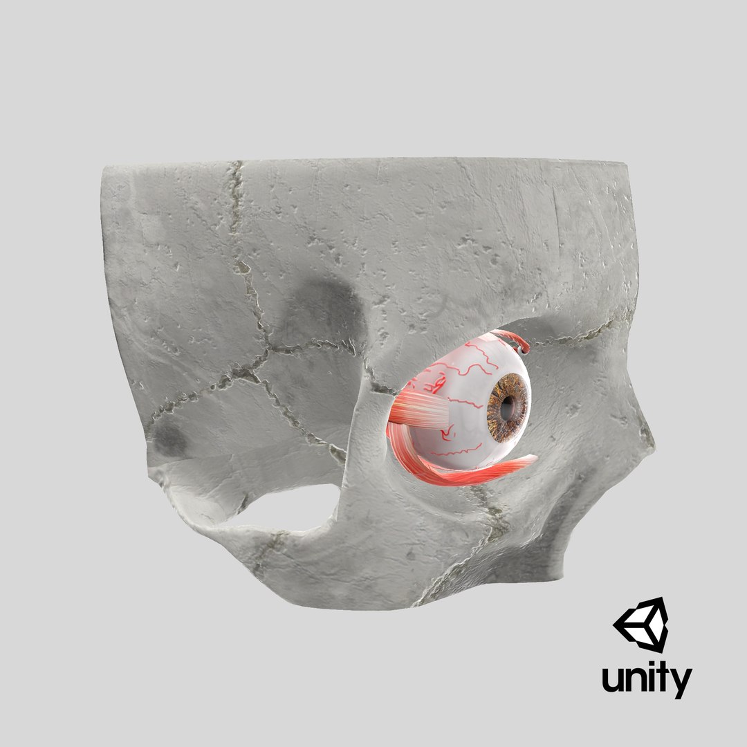 3D human eye anatomical cross section model https://p.turbosquid.com/ts-thumb/0u/yEh26o/ymFPlL2a/stemcell_unity_render/png/1579681545/1920x1080/fit_q87/edad3d32c96f638bf8bac58f255d92c736db9a29/stemcell_unity_render.jpg