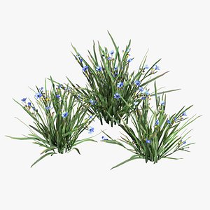 Blue Eyed Grass 02