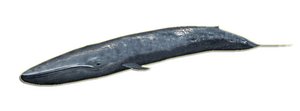 BlueWhale