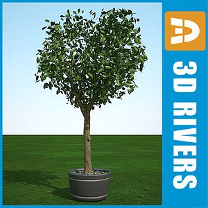 summer cedar elm 3d model