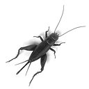 Field Cricket