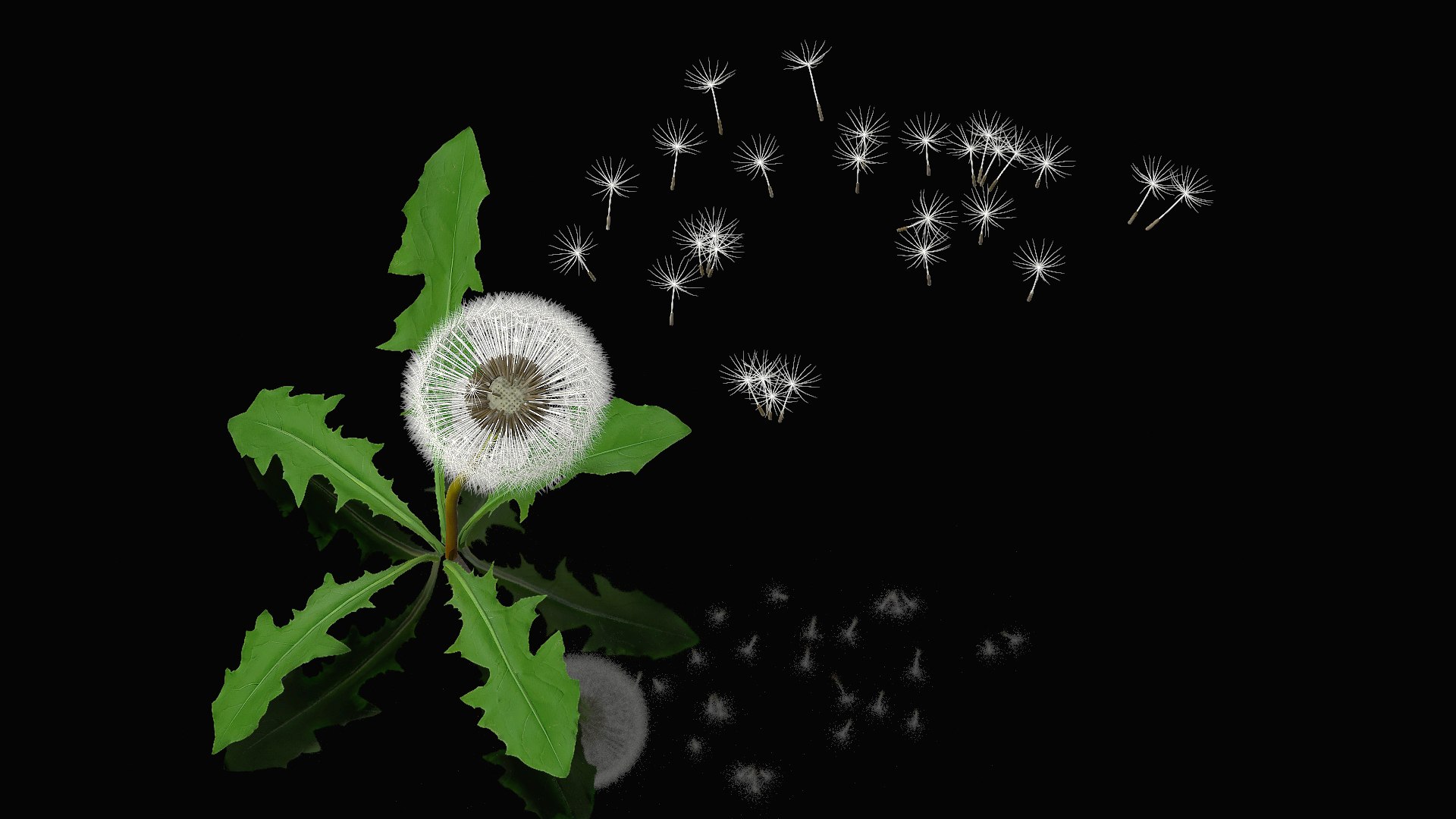Ripe Dandelion Blowing by the Wind 3D model preview