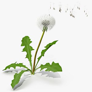 Ripe Dandelion Blowing by the Wind