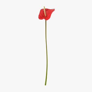Anthurium - Single Standing
