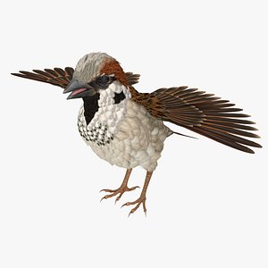 3D model sparrow t pose
