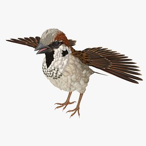 Sparrow T Pose 3D Model