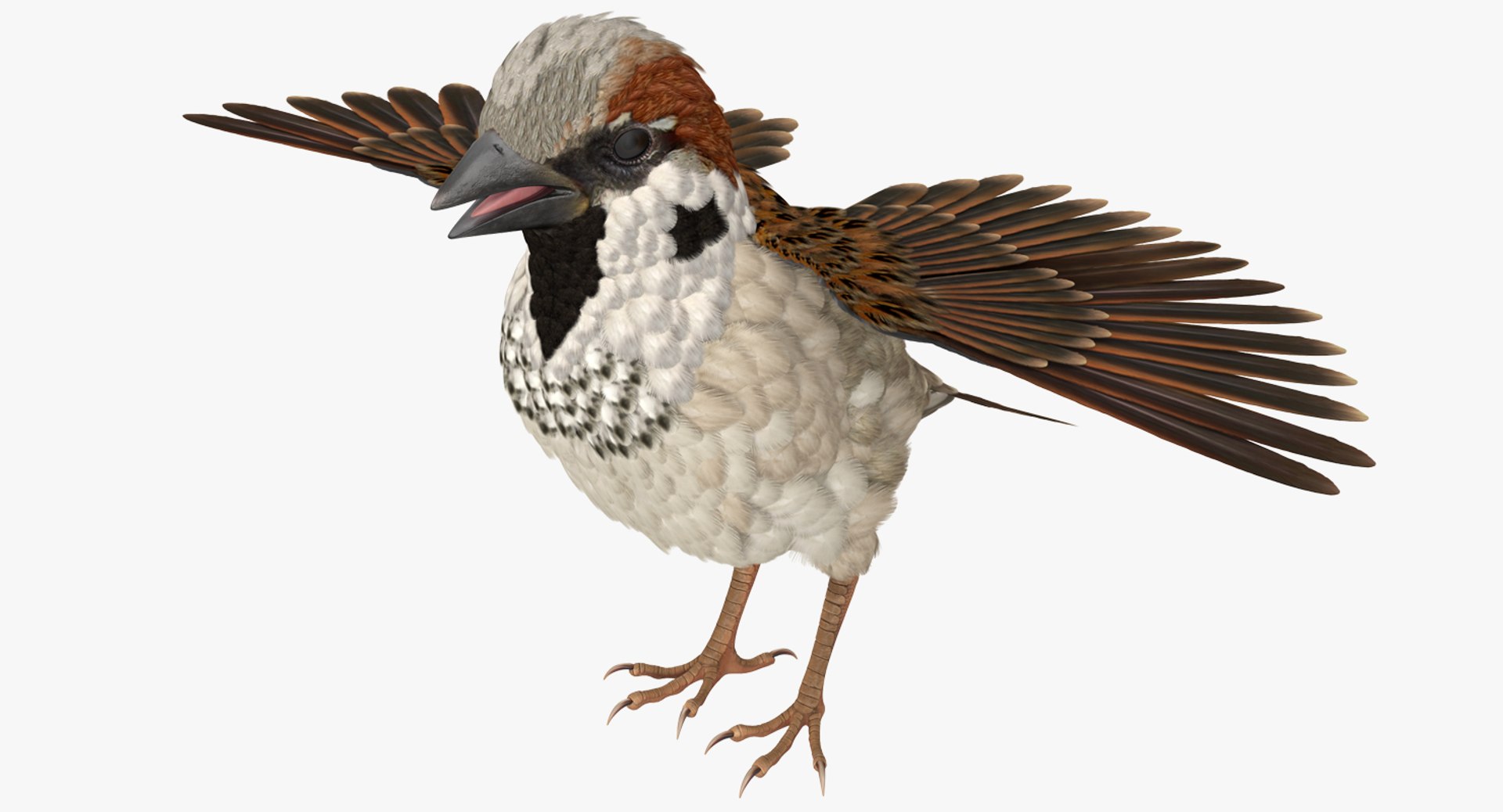 Sparrow T Pose 3D Model 3D model preview