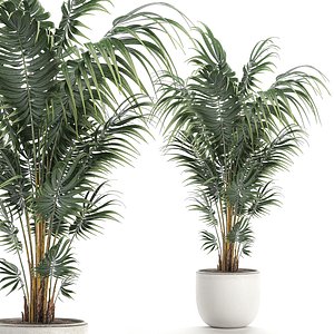 decorative palm white pots 3D model