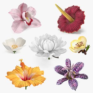 3D Floral Plants Collection 3 model