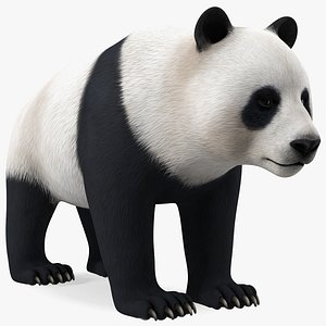 Giant Panda