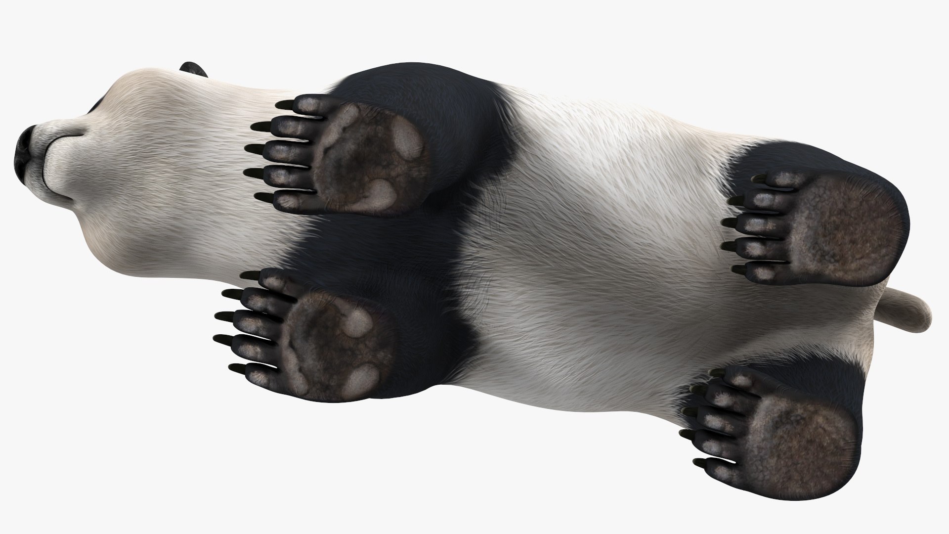 Giant Panda 3D model https://p.turbosquid.com/ts-thumb/0v/YSryKq/gF/giantpanda3dmodel013/jpg/1636982069/1920x1080/fit_q87/d356042625d85abafaf7f849e02c116e7090108d/giantpanda3dmodel013.jpg