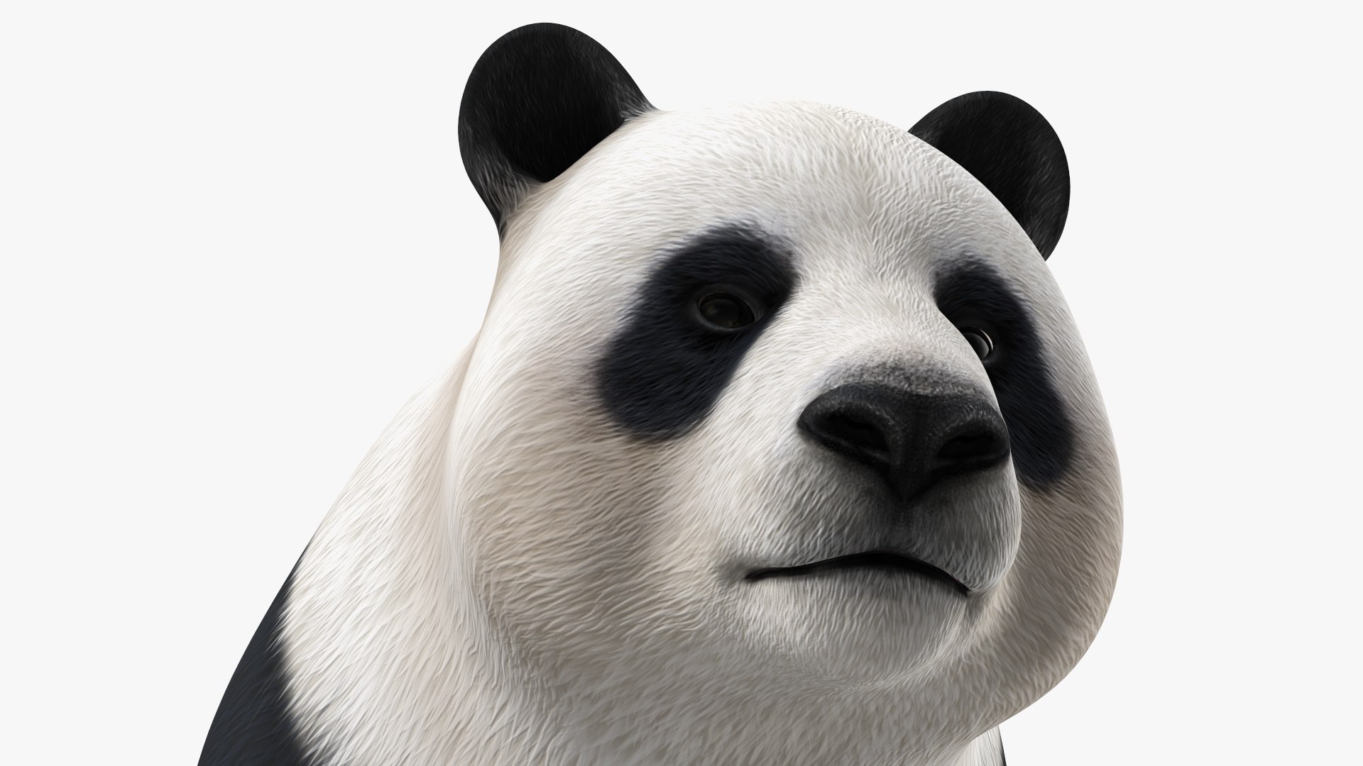 Giant Panda 3D model https://p.turbosquid.com/ts-thumb/0v/YSryKq/hb/giantpanda3dmodel010/jpg/1636982062/1920x1080/fit_q87/3643dabbf578ad8e419719844c48f30d7a6a7aec/giantpanda3dmodel010.jpg