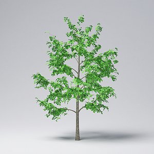 3D model mountain maple - 370cm