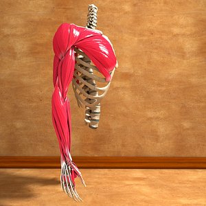 3ds max human torso arm