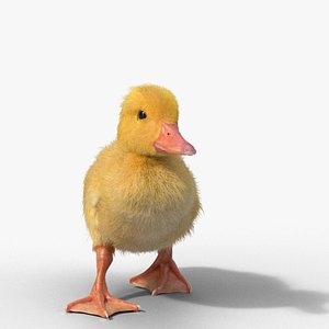 3D Duckling Animated model