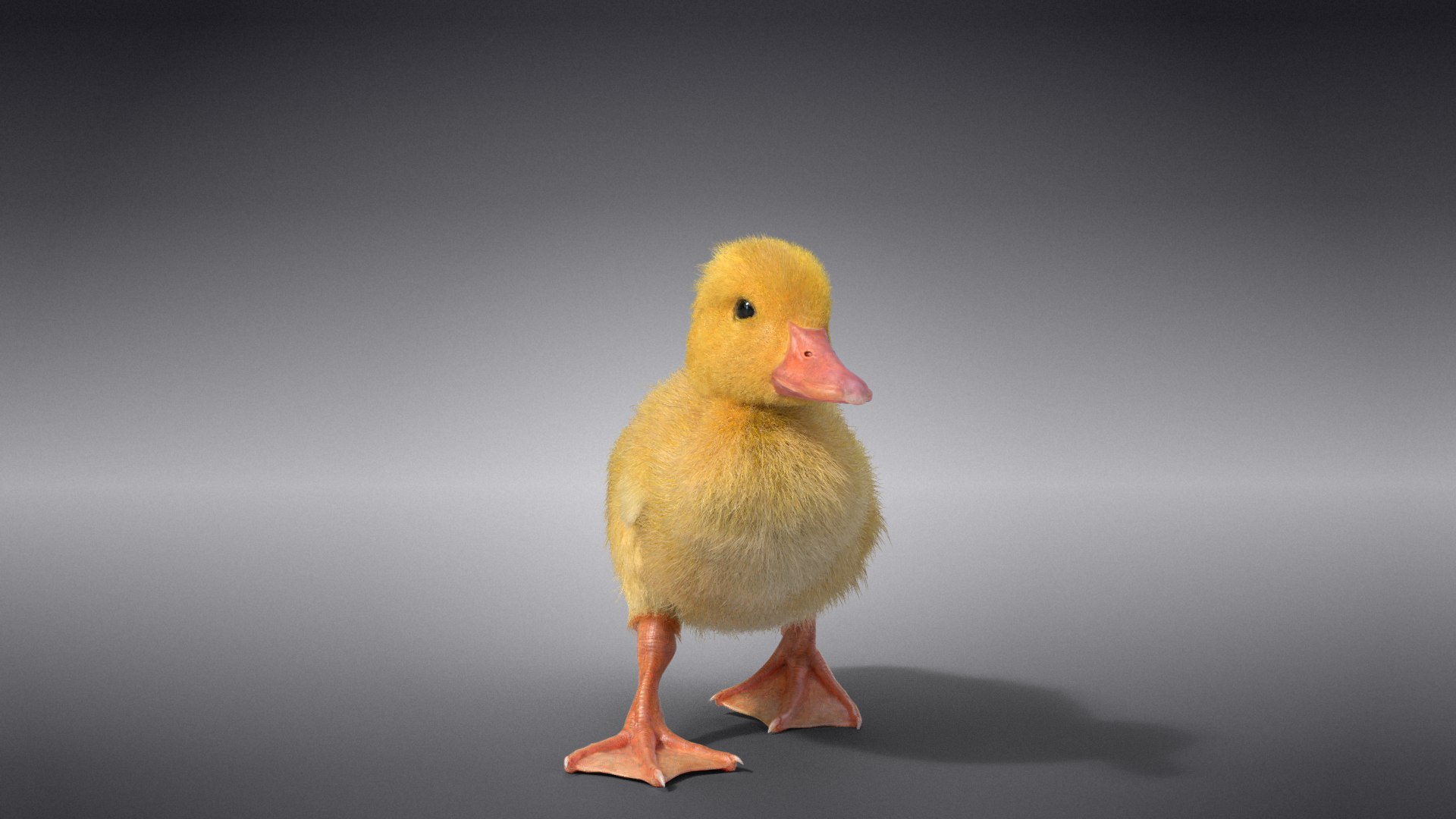 3D Duckling Animated model https://p.turbosquid.com/ts-thumb/0v/xN4ta6/Bp/jc0jb11a0_duckling_effectmap02/png/1647568912/1920x1080/fit_q87/96e2bf5472dec2322ddfabc53aa5b2d868ec146c/jc0jb11a0_duckling_effectmap02.jpg