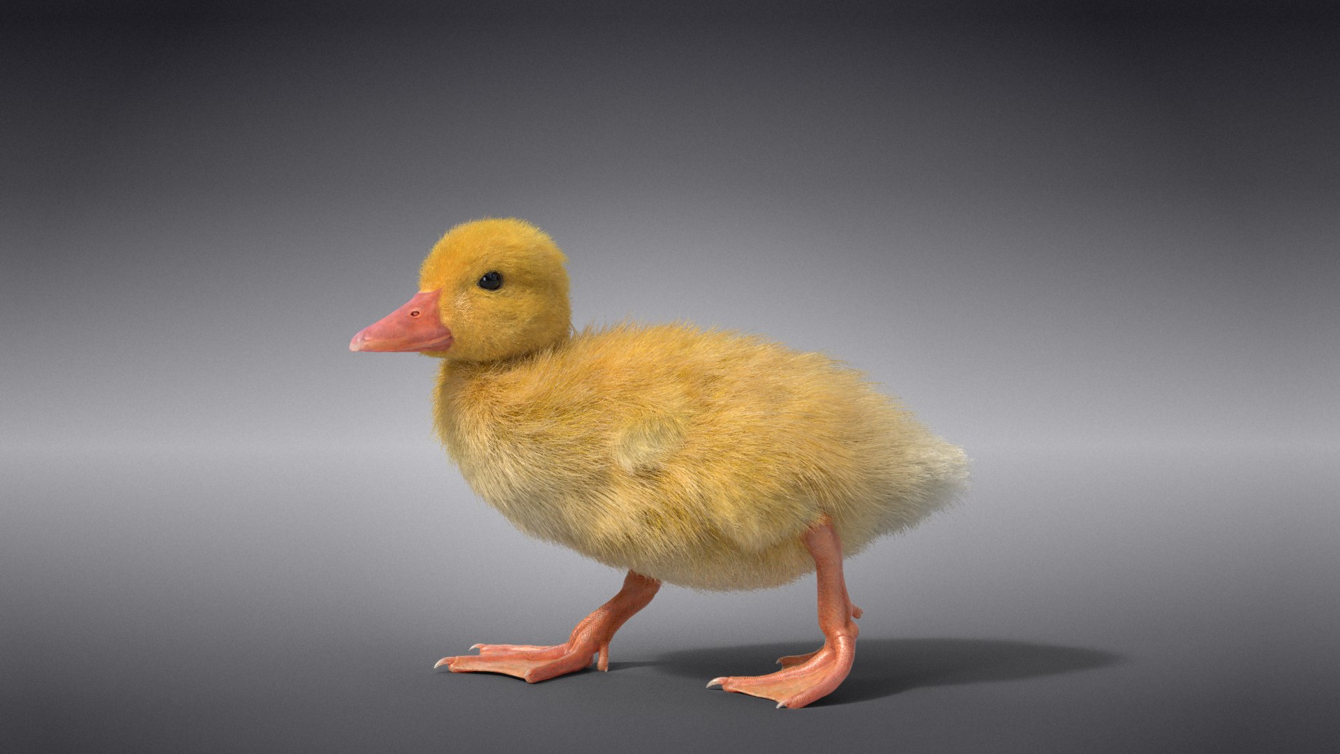 3D Duckling Animated model https://p.turbosquid.com/ts-thumb/0v/xN4ta6/I6/jc0jb11a0_duckling_effectmap01/png/1647568914/1920x1080/fit_q87/801255d1c0a3157af458ab5f5f5f82e588f9eff7/jc0jb11a0_duckling_effectmap01.jpg