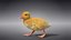 Duckling Animated