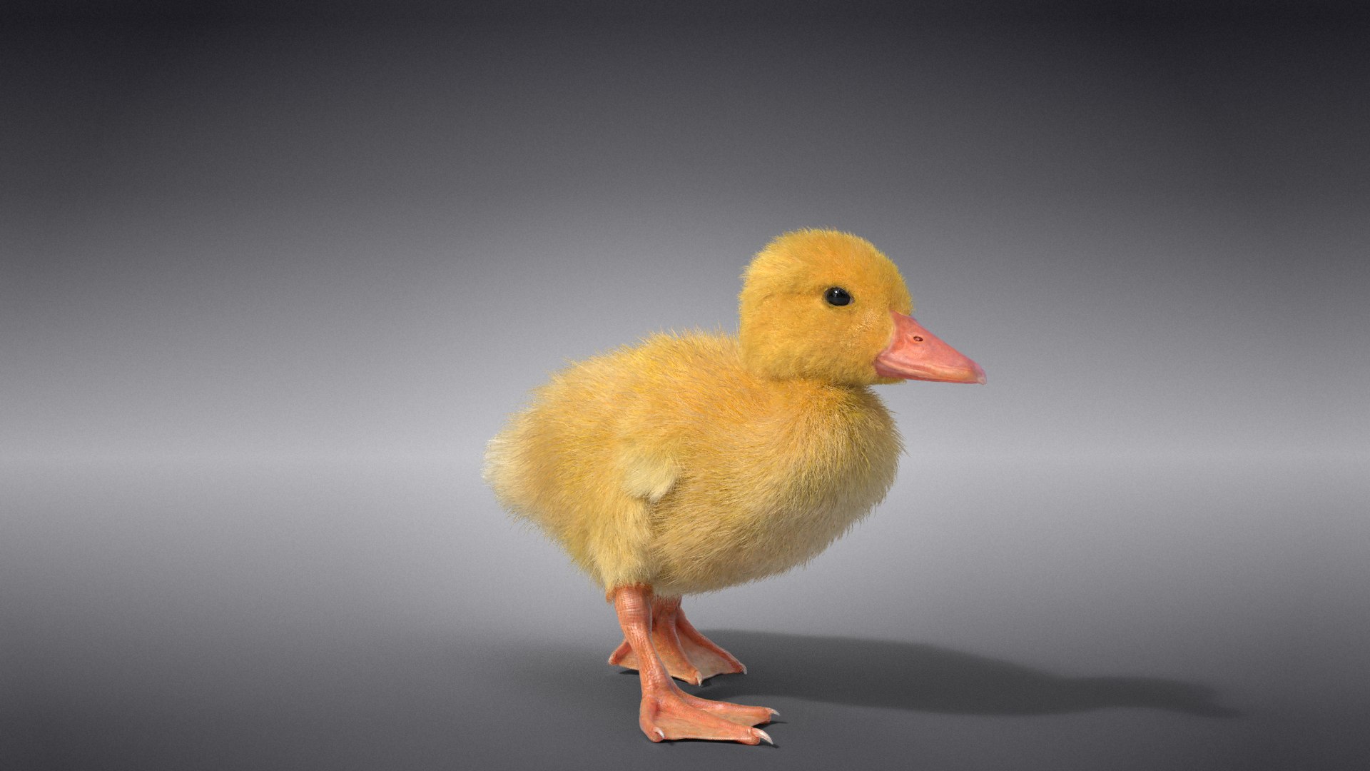 3D Duckling Animated model https://p.turbosquid.com/ts-thumb/0v/xN4ta6/NI/jc0jb11a0_duckling_effectmap03/png/1647568925/1920x1080/fit_q87/814c860429ea1cf0891aec4f1ea2ec64496eacd7/jc0jb11a0_duckling_effectmap03.jpg