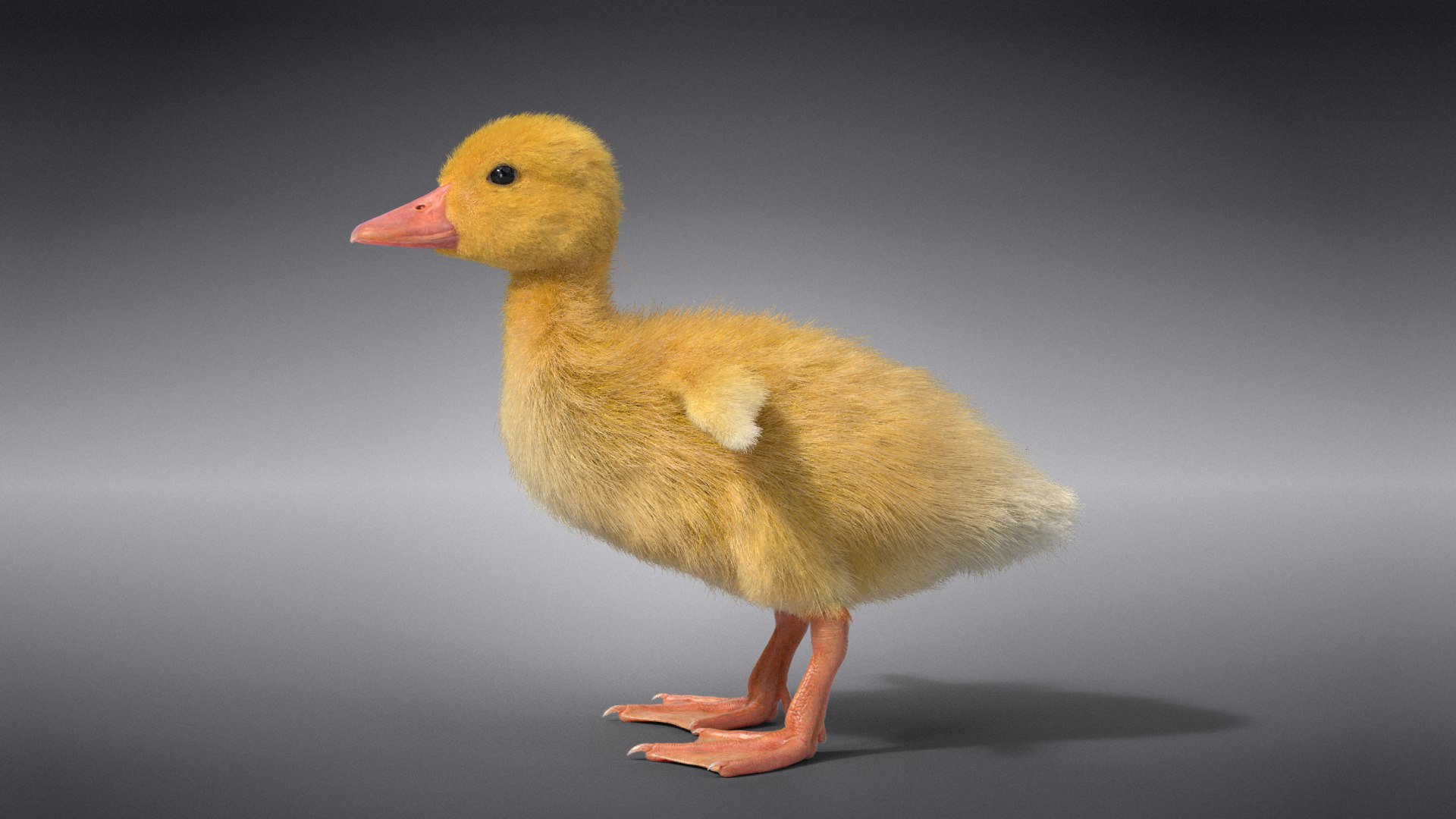 3D Duckling Animated model https://p.turbosquid.com/ts-thumb/0v/xN4ta6/Oi/jc0jb11a0_duckling_effectmap06/png/1647568917/1920x1080/fit_q87/a512e2bf37bbb225f150606673082d6e65e101d0/jc0jb11a0_duckling_effectmap06.jpg