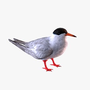 common tern model