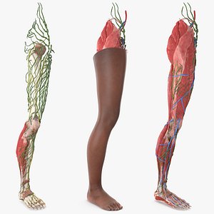Full Anatomy and Skin Leg of the Afro Female