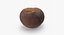 Chestnut 2