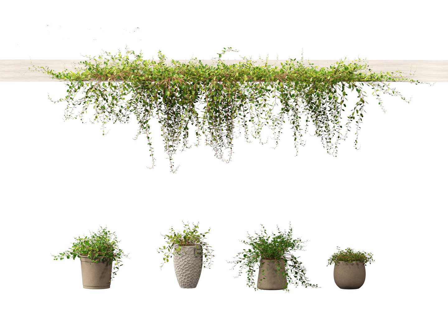 3D Muehlewbeckia complera - Pohuehue 01 - TurboSquid 2137219