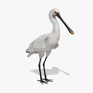 Spoonbill 3D