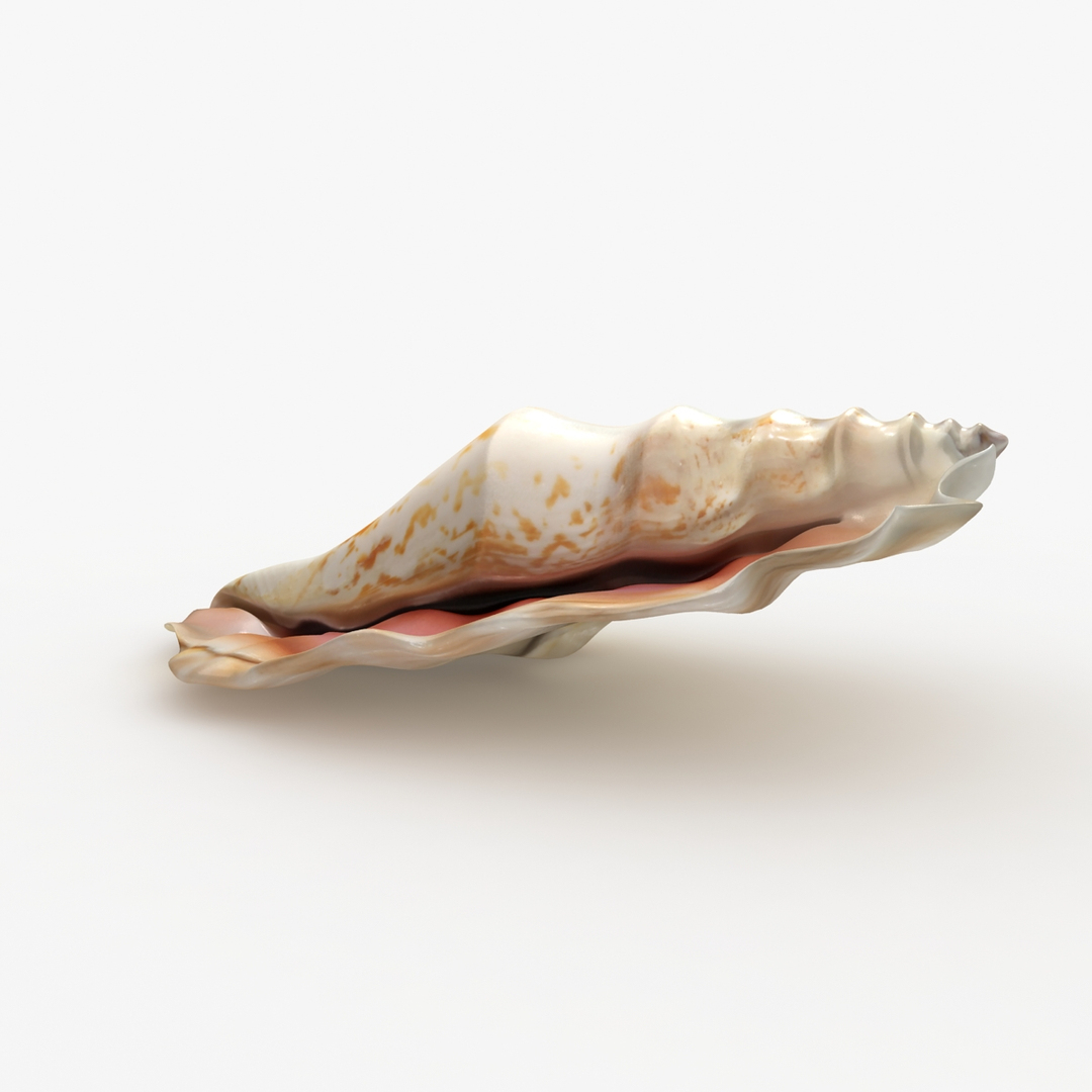 3D Sea Shell 1 Model | 1148889 | TurboSquid