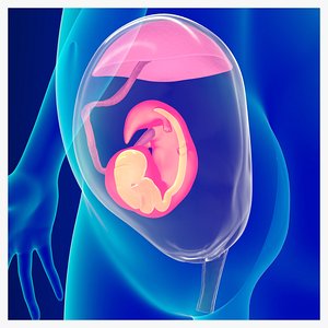 3D Embryonic Development with Pregnant women