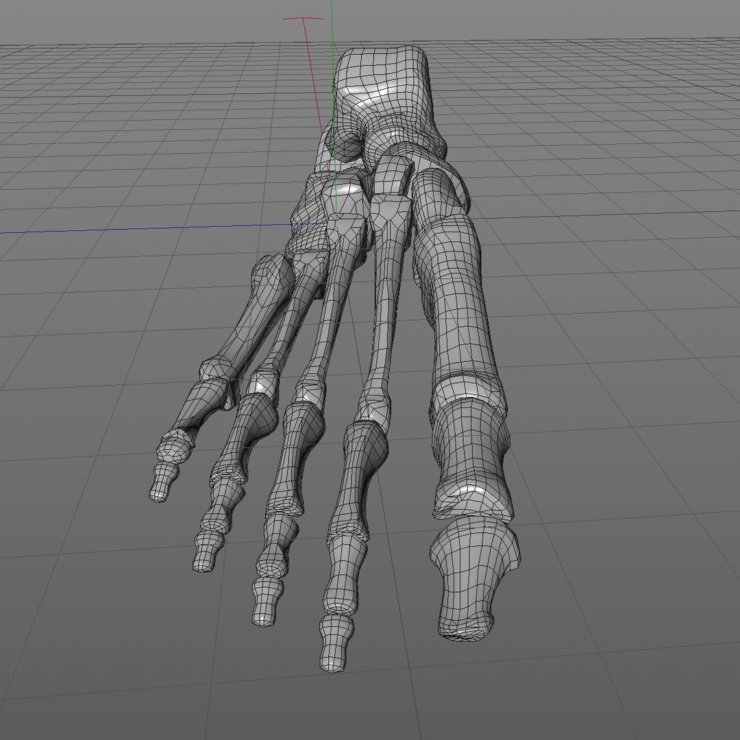 foot bone 3D model https://p.turbosquid.com/ts-thumb/0w/btMCCQ/FyjyPwzb/footbone_6/jpg/1559383995/1920x1080/fit_q87/ee93afe5faa7c8508aad57eb0aa112df2bf2aed0/footbone_6.jpg