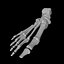 Foot Bone