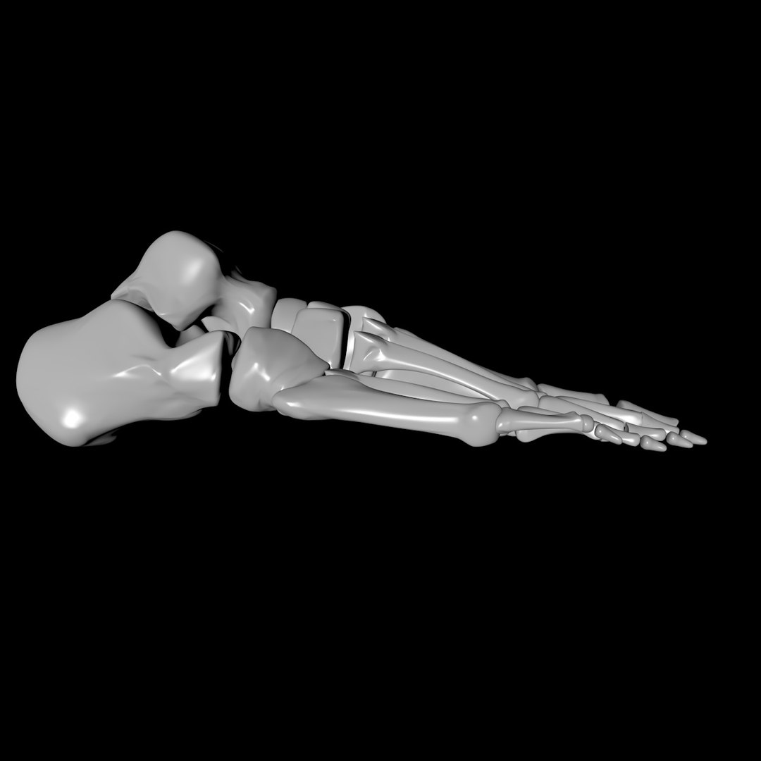 foot bone 3D model https://p.turbosquid.com/ts-thumb/0w/btMCCQ/UfEKNLTx/footbone_4/jpg/1559383963/1920x1080/fit_q87/7a1b948c65e0c89f92d1bc5c22ff9143dad4ef83/footbone_4.jpg