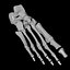 Foot Bone