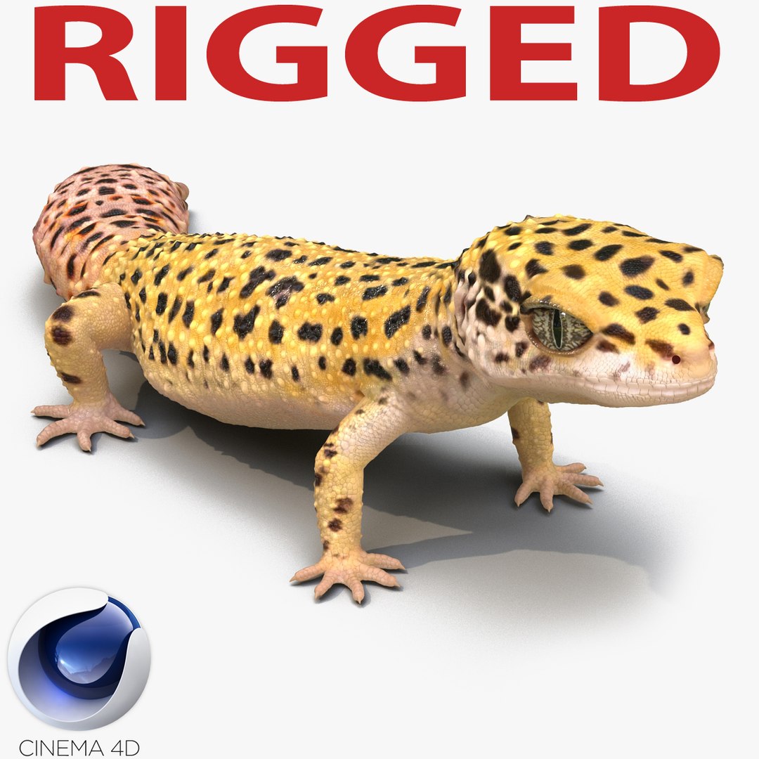 Leopard Gecko Rigged for Cinema 4D 3D model preview