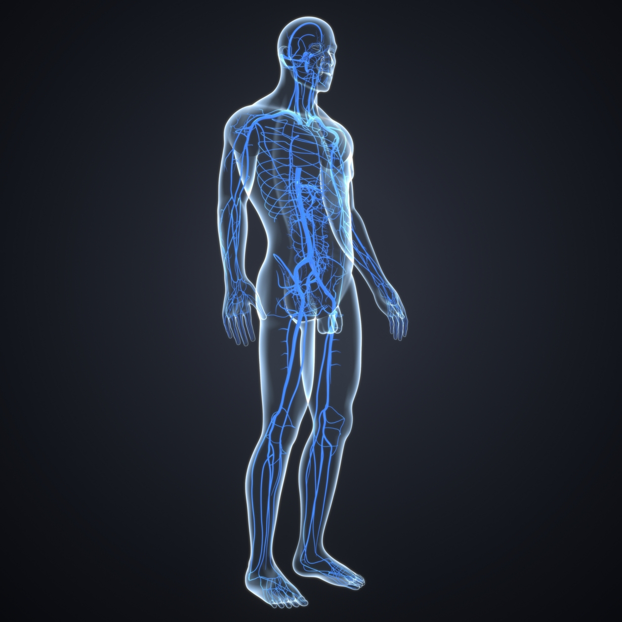 Body veins 3D model - TurboSquid 1216991