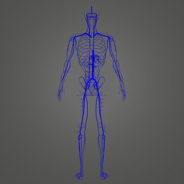 Body veins 3D model - TurboSquid 1216991